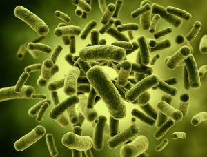 loại vi khuẩn gây bệnh cho con người coliforms