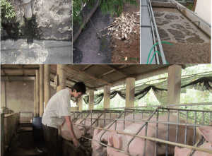 xử lý nước thải chăn nuôi lợn bằng nhiều phương pháp